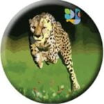 [लूट Lo] Hansa Cheetah- ₹15 Per Survey | ₹25 Per Refer | Paytm
